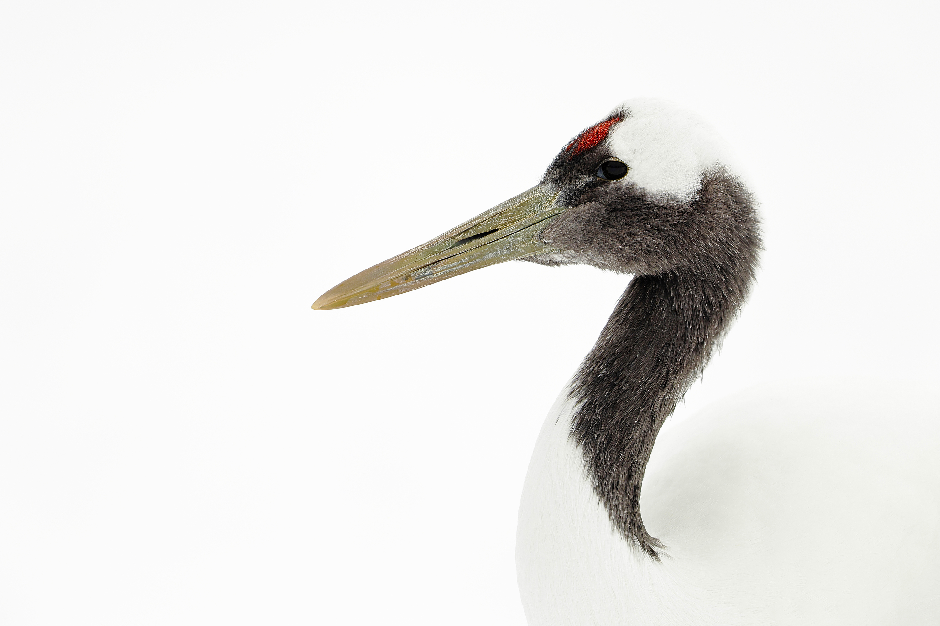 3. © Stefan Schuetter, Germany, entry, Open Competition, Natural World & Wildlife, 2026 Sony World Photography Awards